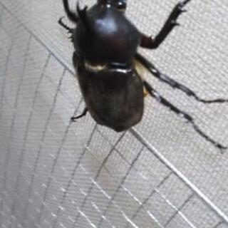 終了間近　天然　カブトムシ　オスの画像