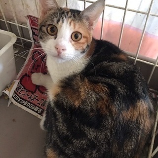 人も猫も大好き！フレンドリー三毛猫 あかねちゃん
