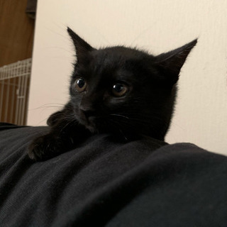 真っ黒の猫引き取って貰える方いませんか？？