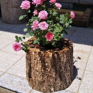 癒やしの切り株。ログプランター！（丸太の植木鉢）。茨城県潮来市。