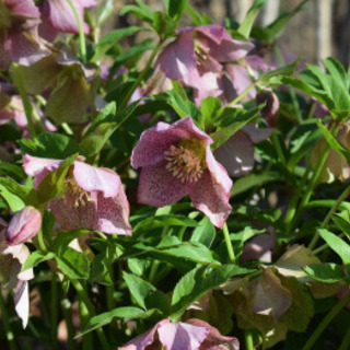 クリスマスローズ 苗の画像