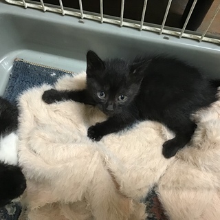 黒猫 ノラ ♂３週位