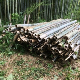 孟宗竹差し上げます。