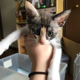 女の子 子猫