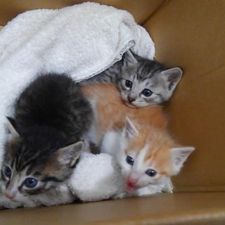 生後1か月ほどの子猫の里親さん募集です。