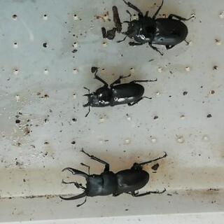 コクワガタ♂150円　ですの画像
