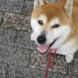 かしこい柴犬です
