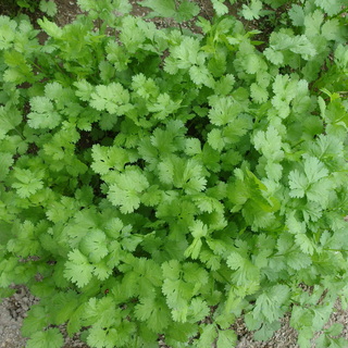 無農薬栽培の苗　パクチー　バジル　大葉（青シソ）