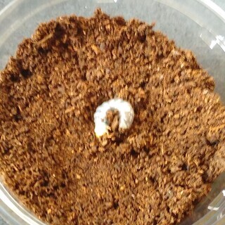 【値下げしました】ギラファノコギリクワガタ　幼虫（近くまで取りに...