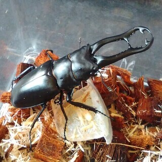 【値下げしました】ギラファノコギリクワガタ　幼虫（近くまで取りに来られる方限定）の画像