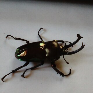 【値下げしました】ニジイロクワガタ　幼虫　（近くまで取りに来られる方限定）の画像