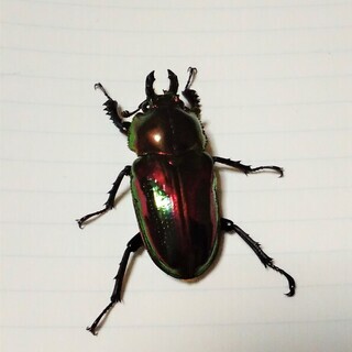 【値下げしました】ニジイロクワガタ　幼虫　（近くまで取りに来られる方限定）の画像