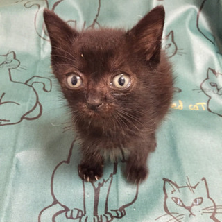 🐱瀕死の状態だった1ヶ月半の兄弟猫ちゃん。 ずいぶん元気になり、...