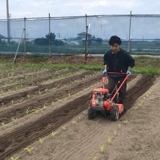 農業のお手伝いの画像