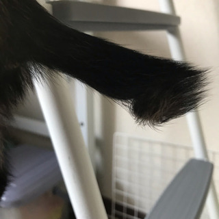 女の子 子猫 サビ柄