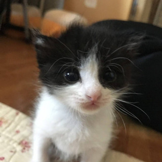 愛知県動物管理センター尾張支所より引き出し - 猫