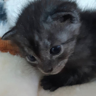 愛知県動物管理センター尾張支所より引き出し − 愛知県