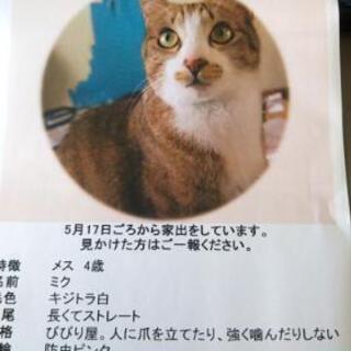 中津市 迷子猫 探しています。