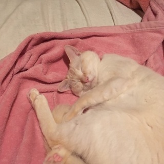 猫を飼えなくなり