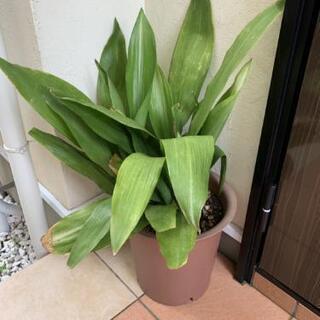 観葉植物ハラン