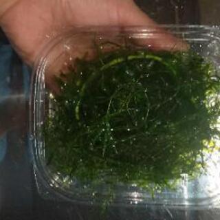 水草 アナカリス(オオカナダモ) その他 金魚 メダカ 水槽の画像