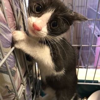 寂しがり屋の甘えん坊さん！ハチワレ レモンちゃん♡