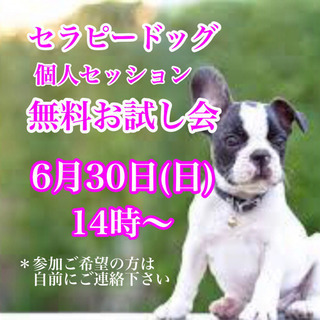 セラピードッグ個人セッション無料お試し会