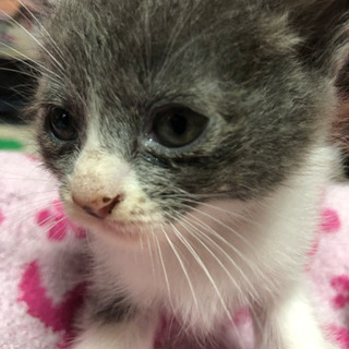 子猫2匹 里親募集 素敵な飼い主に出会えますように