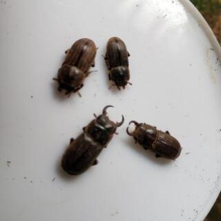 オキナワネブトクワガタの画像