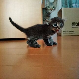 3週間の子猫の里親募集してます！