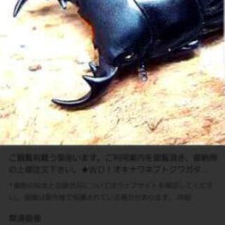オキナワネブトクワガタの画像