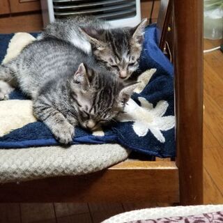子猫もらってください！