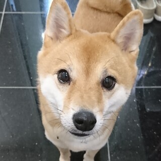 心優しい里親様が決まり、温かいご家族の一員にさせて頂くことができ...