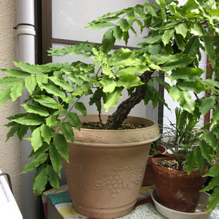 交渉中  藤の木  鉢植え  植木鉢  あげます  