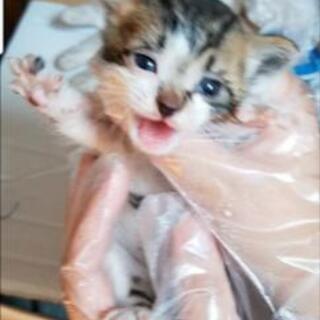 保護猫  キジ柄  男の子