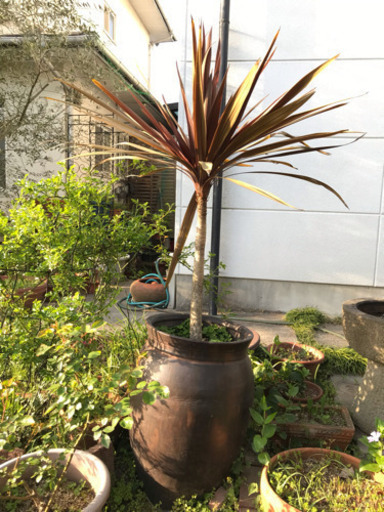 植物    コルジリネ  レッドスター