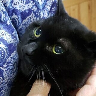 そっと人の傍に寄りそうシニア猫ゆめちゃん