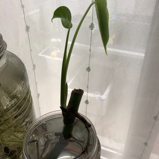 モンステラ苗木
