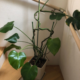 モンステラ苗木の画像