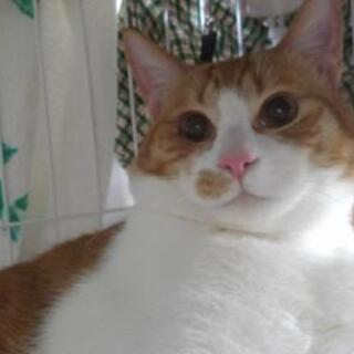 1歳のオス猫です(2/2)