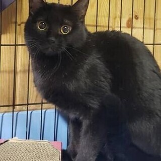 多頭飼育崩壊からレスキュ－のキクちゃん、推定4歳