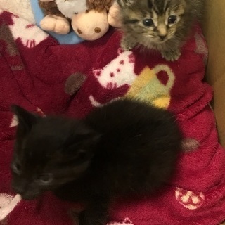 生後三週間くらいの仔猫です