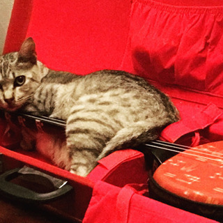 猫のチャーミーちゃん🐱
