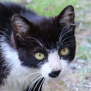 愛嬌ある　ちょびヒゲ　靴下　迷いねこ　里親募集
