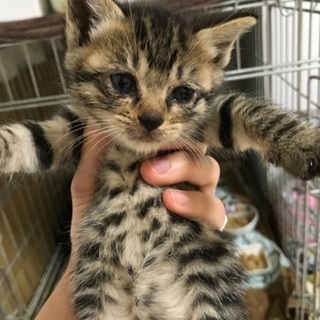 キジトラ 子猫