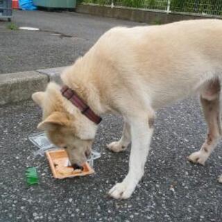 真岡市上高間木　迷子犬