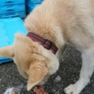 真岡市上高間木　迷子犬 - 真岡市