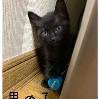 写真追加しました(^^)(再)黒子猫ちゃんの里親様募集です。