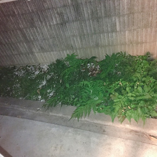 草取り1日のみ
