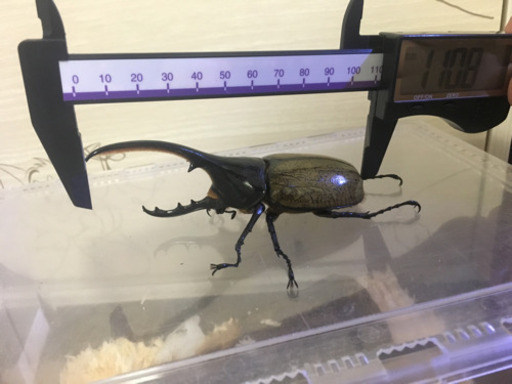 ヘラクレスオオカブト（即ブリ）